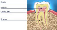 Строение зубов - разбираемся какую часть поражает кариес зуба