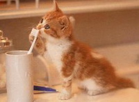 Котенок нюхает зубную щетку