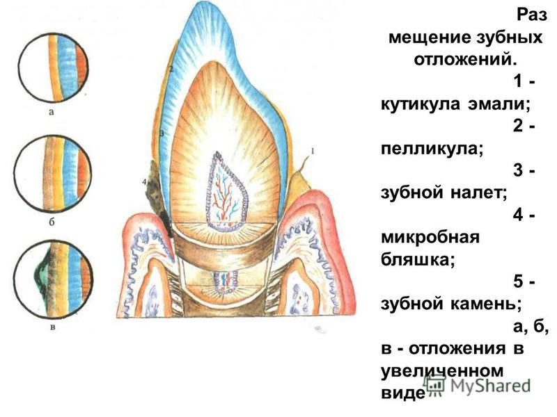 Строение зуба - кутикула и остальные составляющие зуба